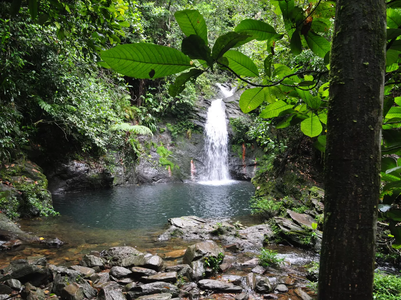 Tiger Fern Waterfall