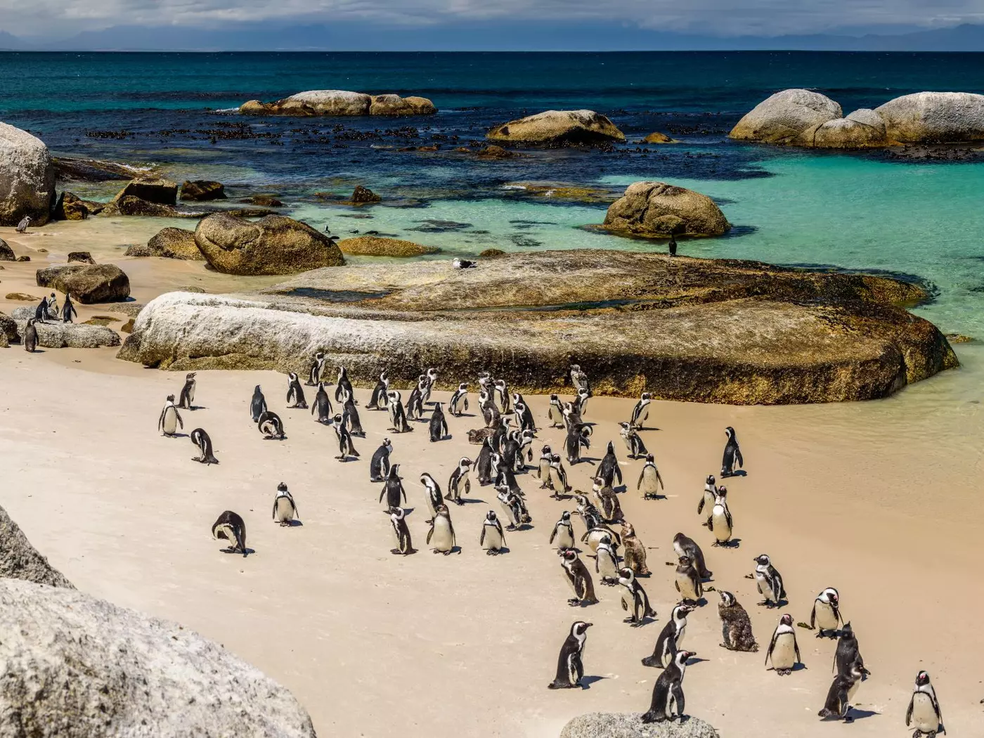 Get up close to the penguin colony in Boulder's Beach