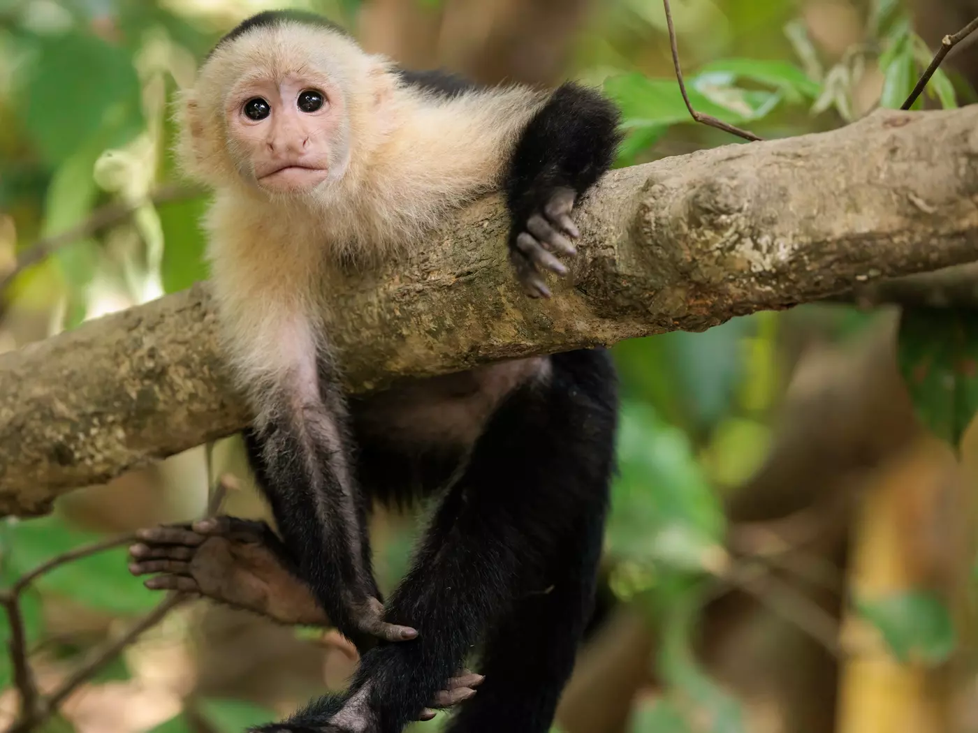 White-faced capuchin on Osa Peninsula