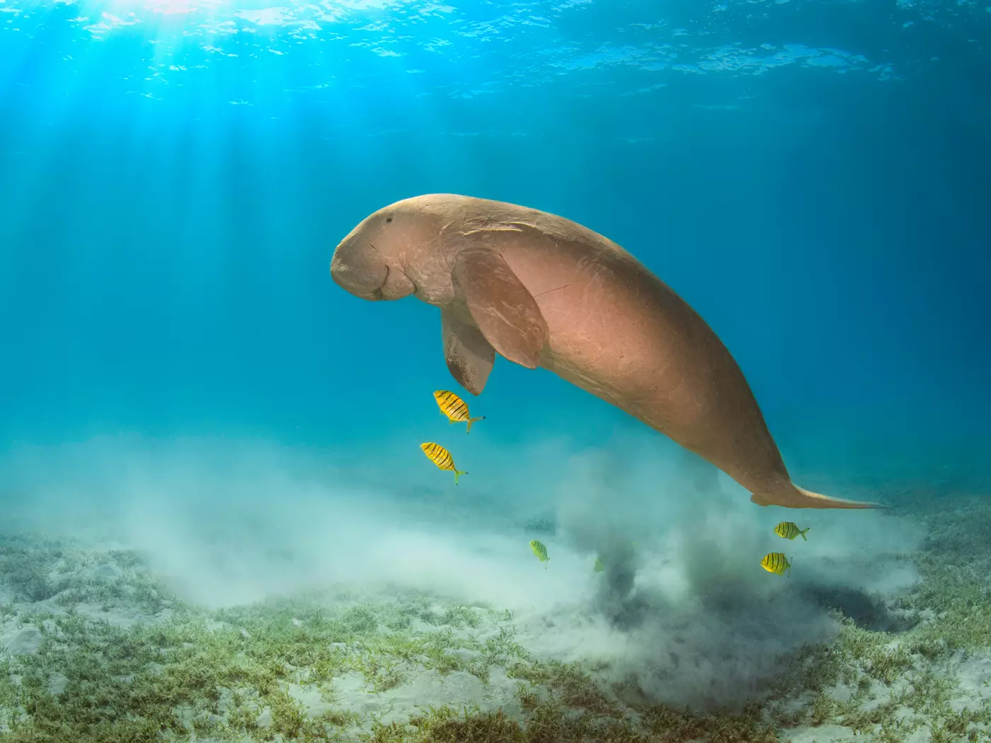 Dugongs