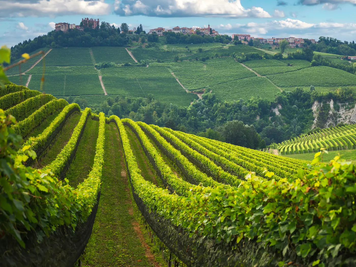 Langhe vineyards in Piedmont, Italy