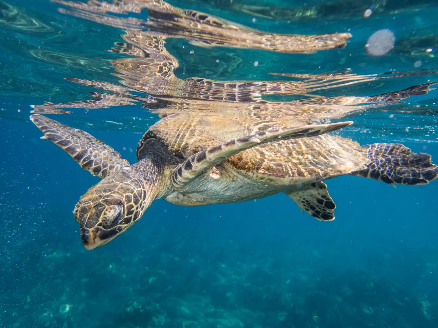 Sea turtle