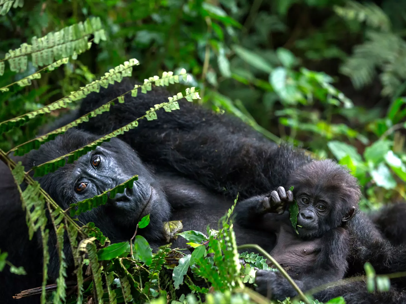 Gorilla mother and baby