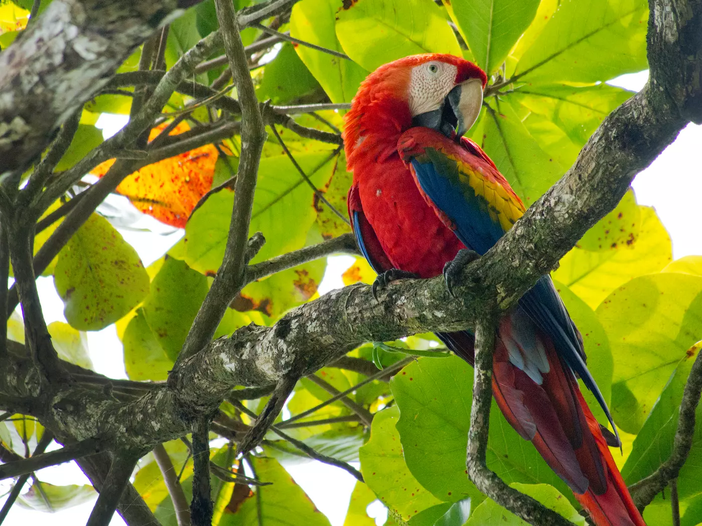 Scarlet Macaw on Osa Peninsula