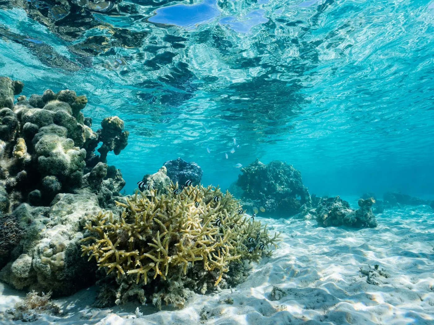 Snorkeling off Moorea Snorkeling off Moorea
