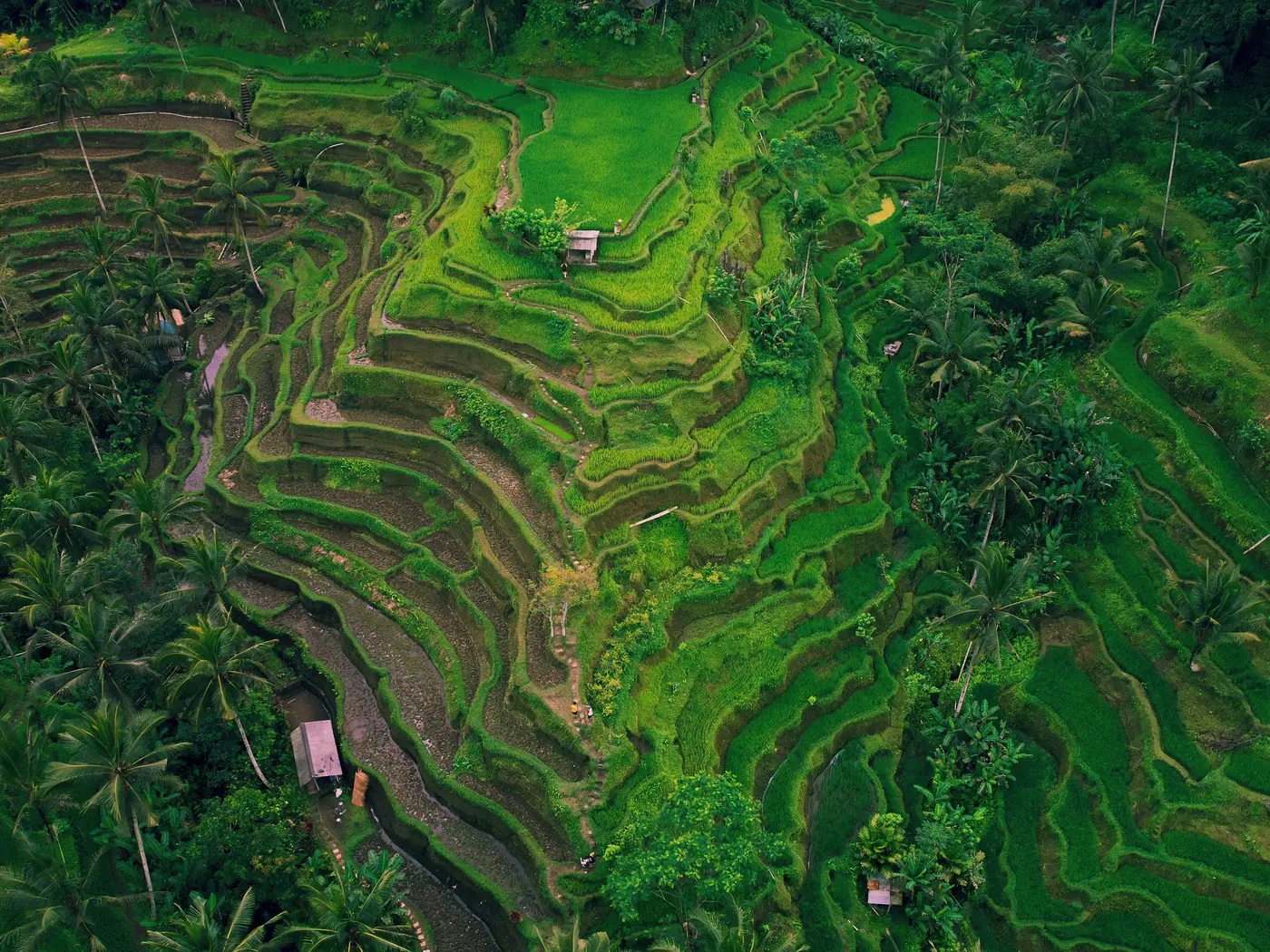 Tegallalang Rice Terraces