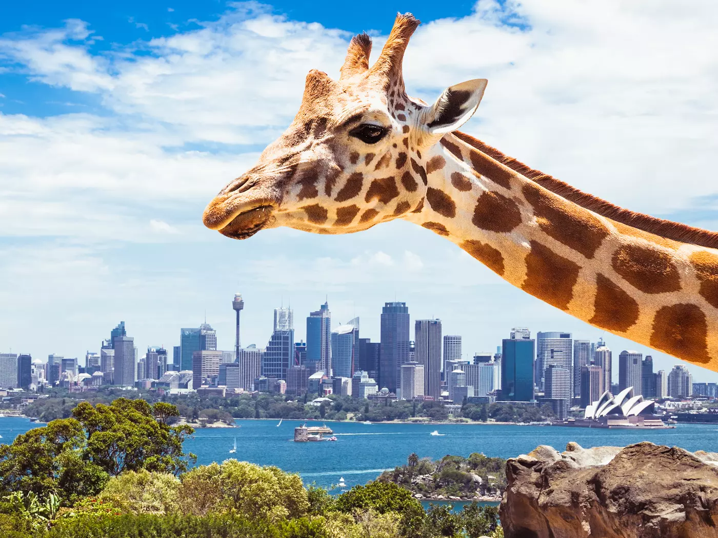 Taronga Zoo Sydney is located on the shores of Sydney Harbour