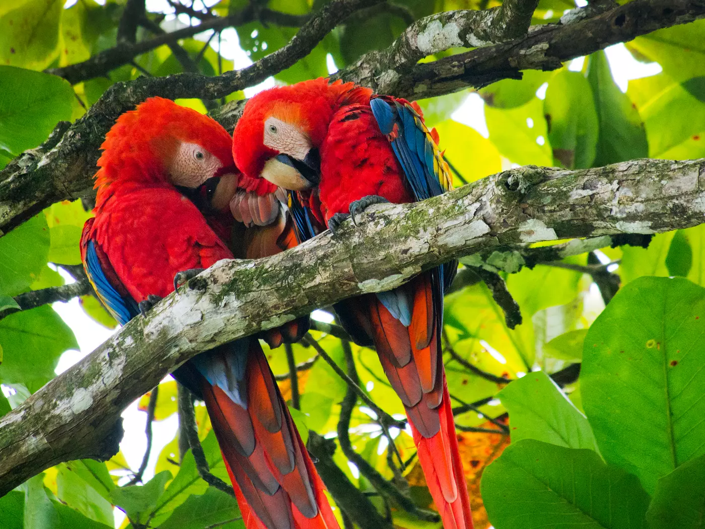 Scarlet Macaw in Osa Conservation Area