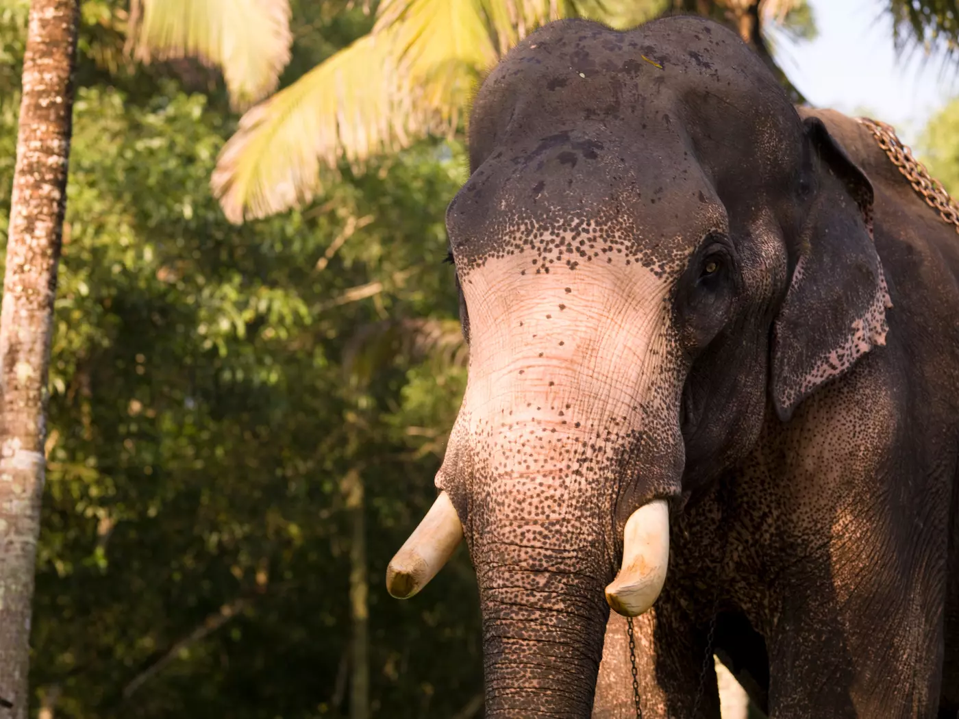 Admire Kerala's wildlife up close