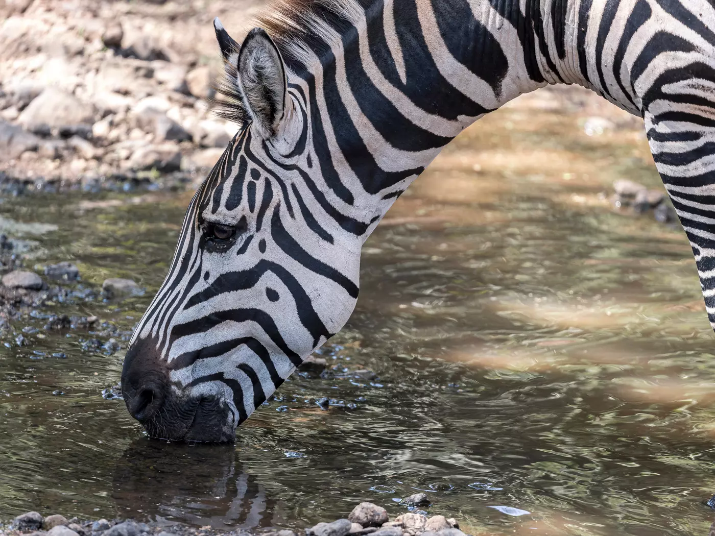 Get close with the stunning wildlife of Tanzania