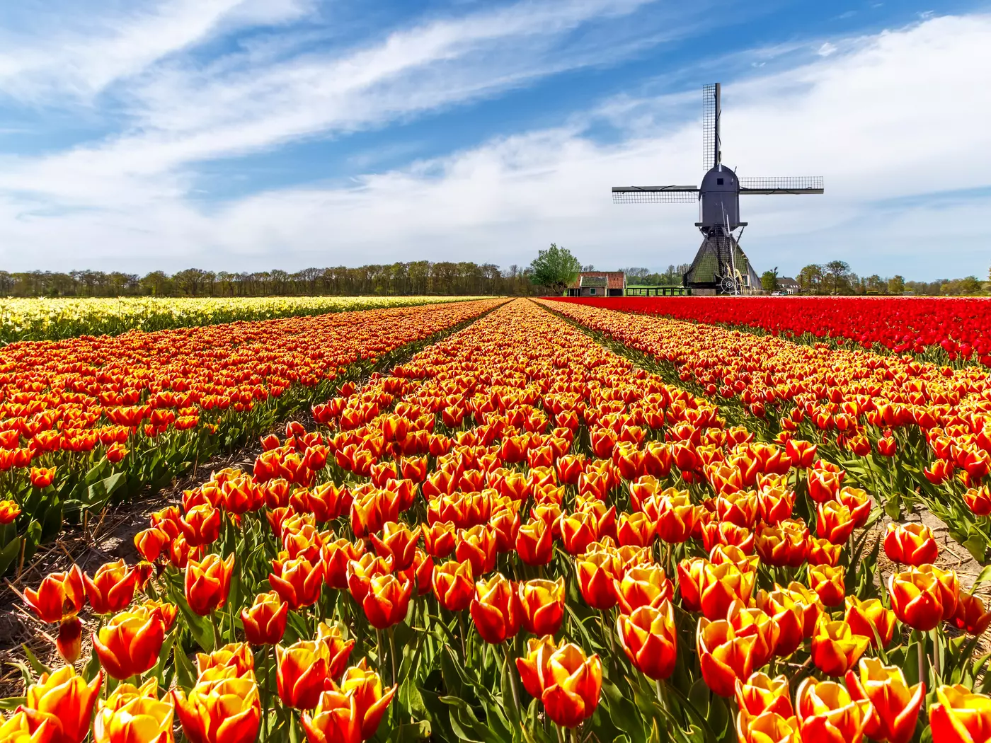 Tulip fields of the Netherlands