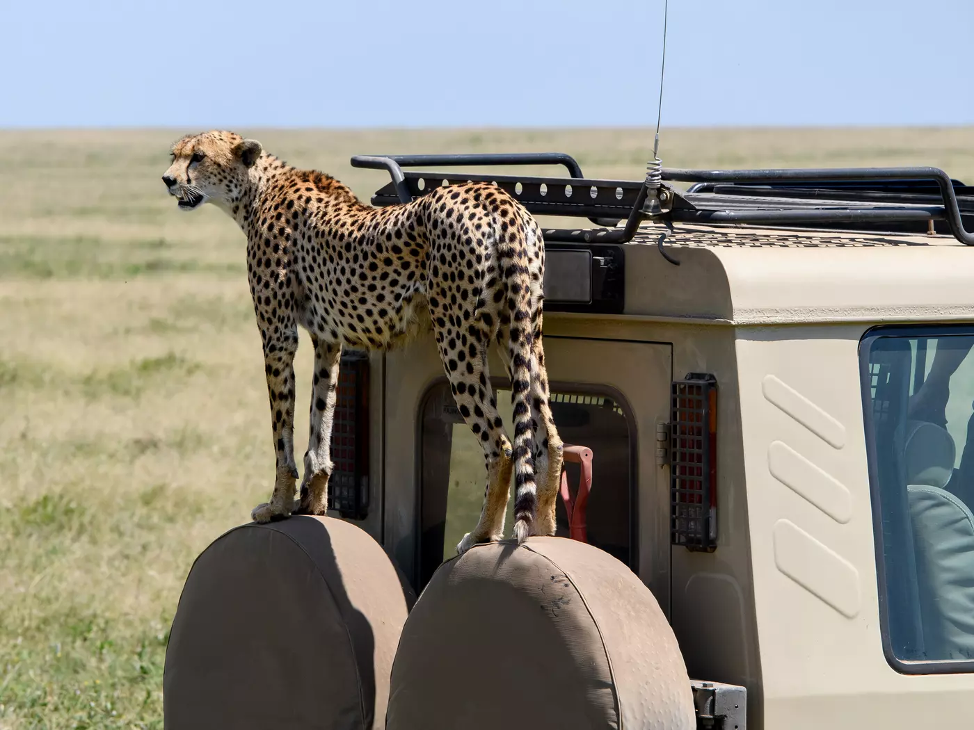 Cheetah in the Serengeti
