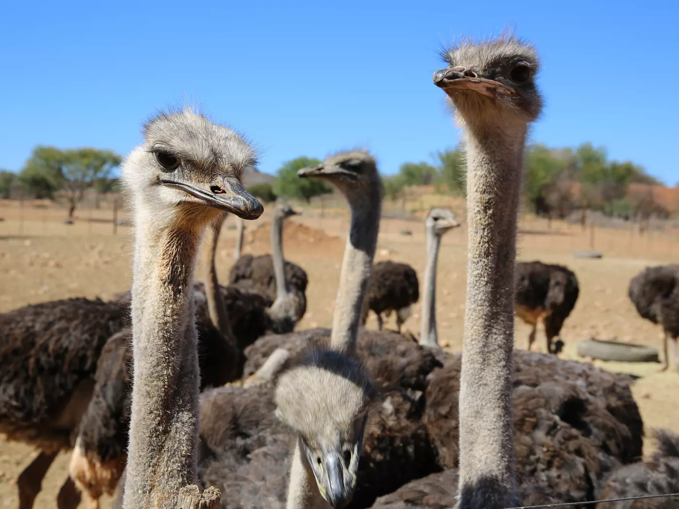 Oudtshoorn