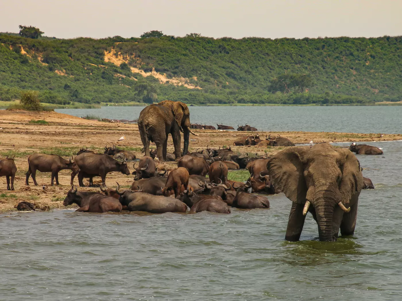 African Elephants, Kazinga Channel