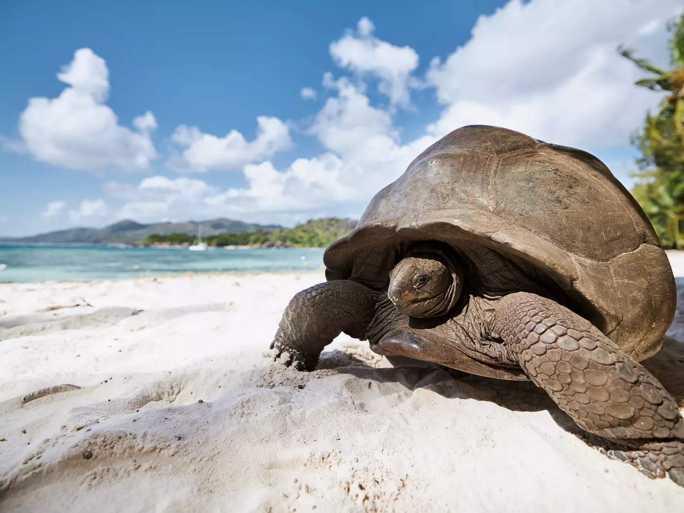 The Aldabra giant tortoise found in the Seychelles is one of the largest tortoises in the world