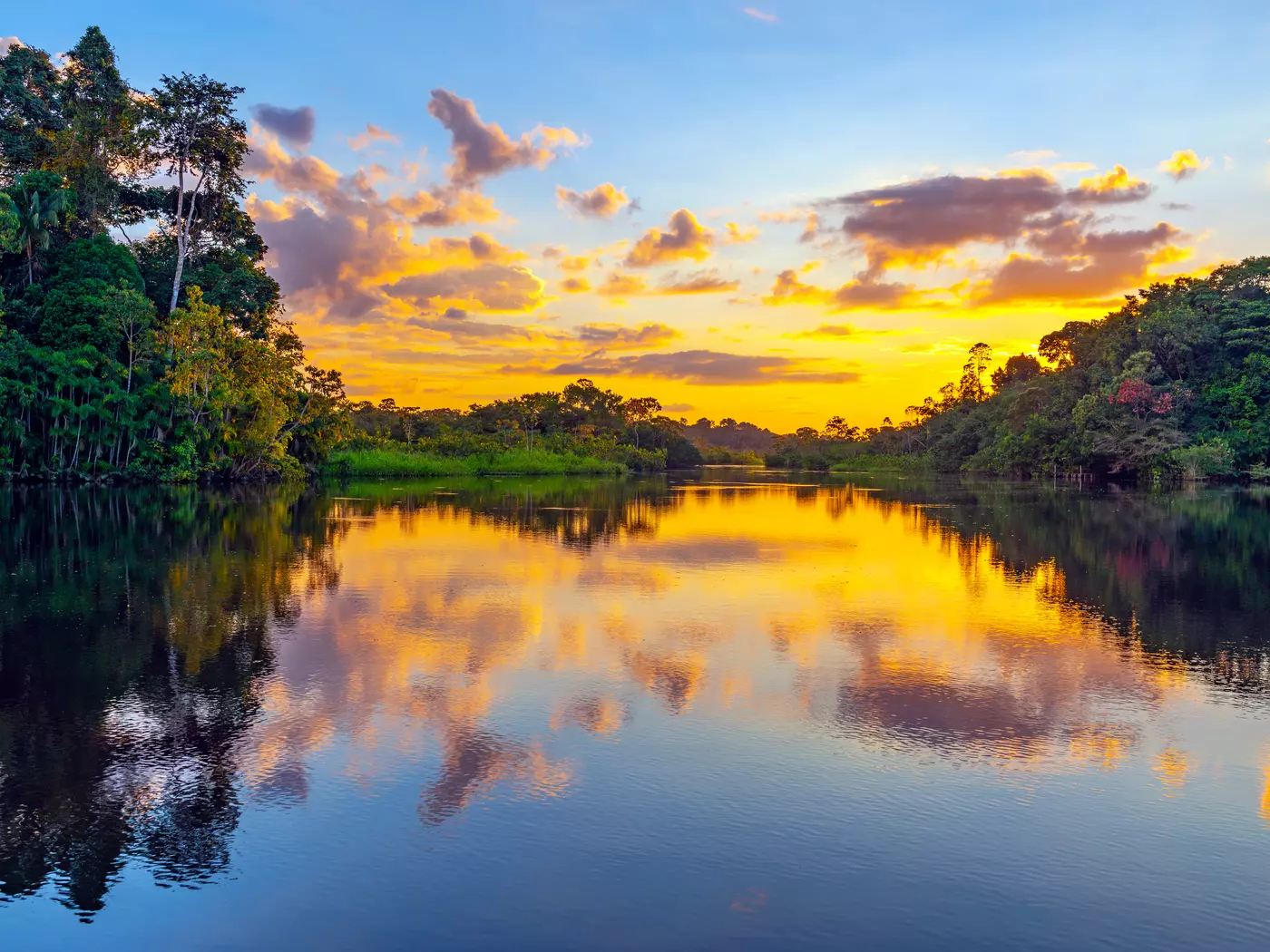The rainforests of the Amazon basin