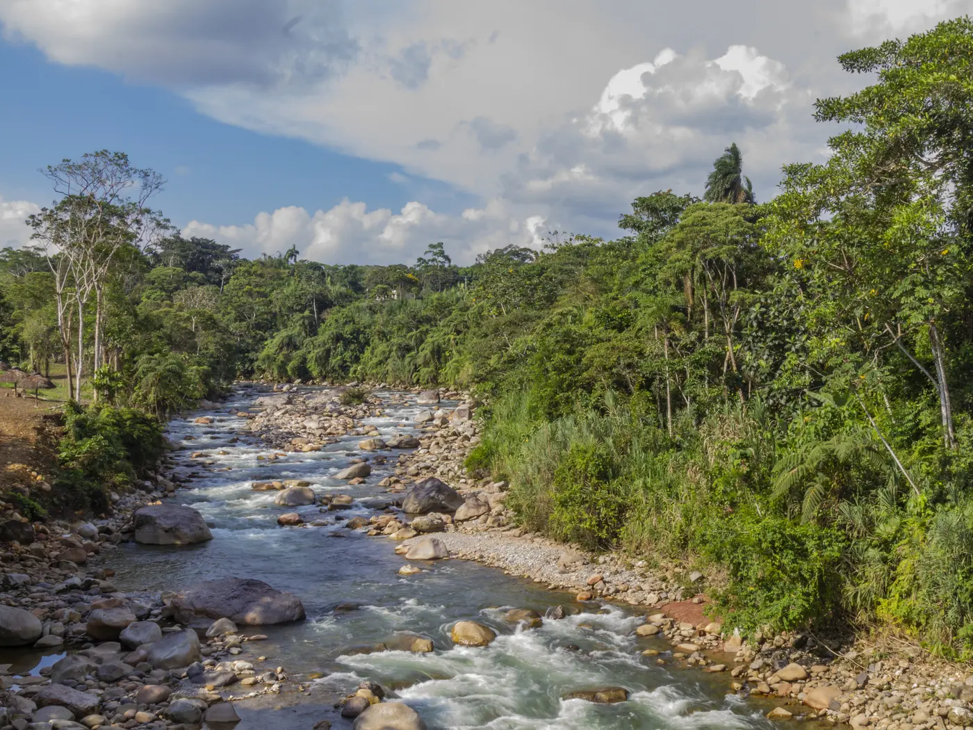 Amazon Rainforest