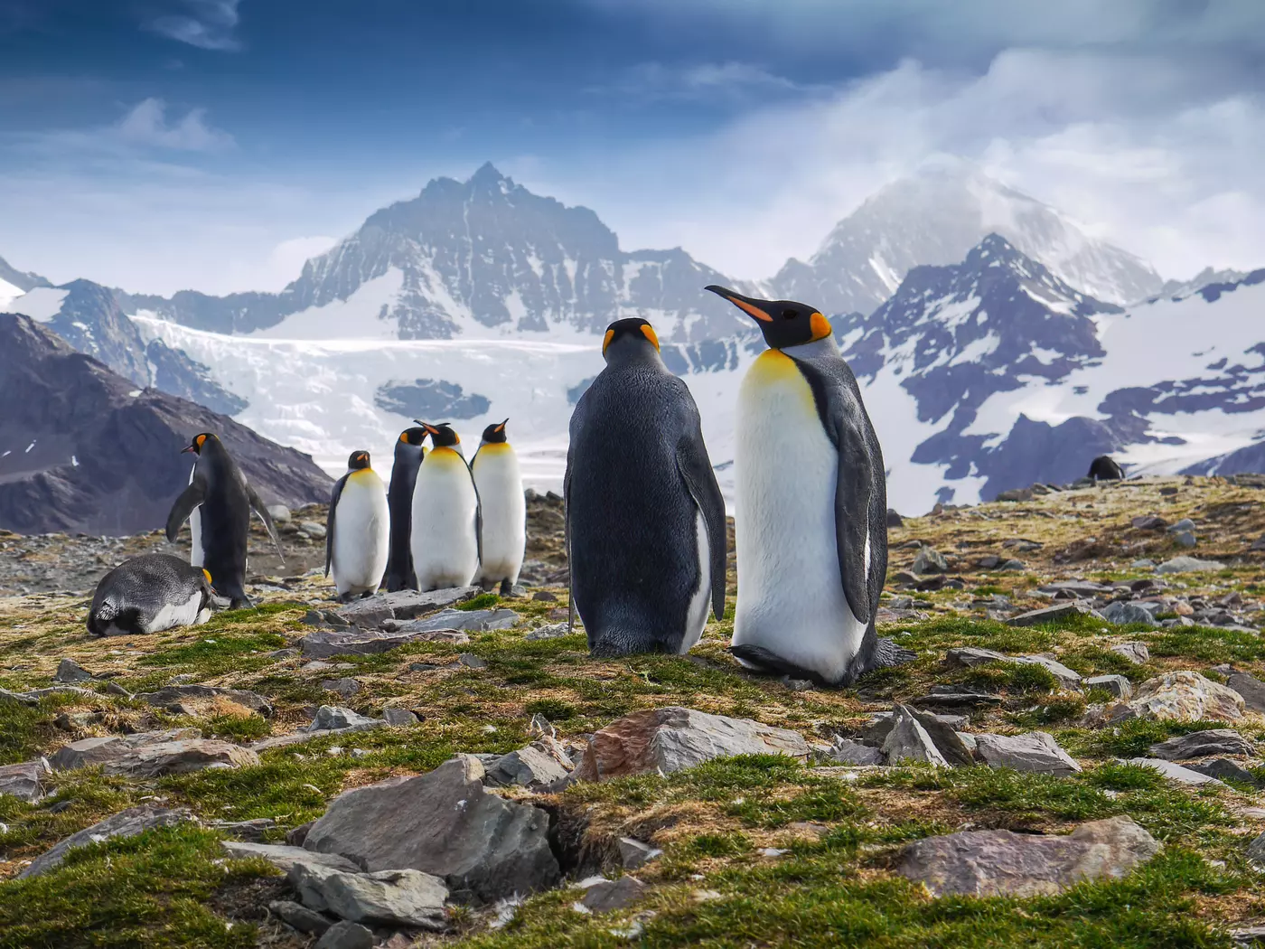 Penguins are the most common birds in Antarctica