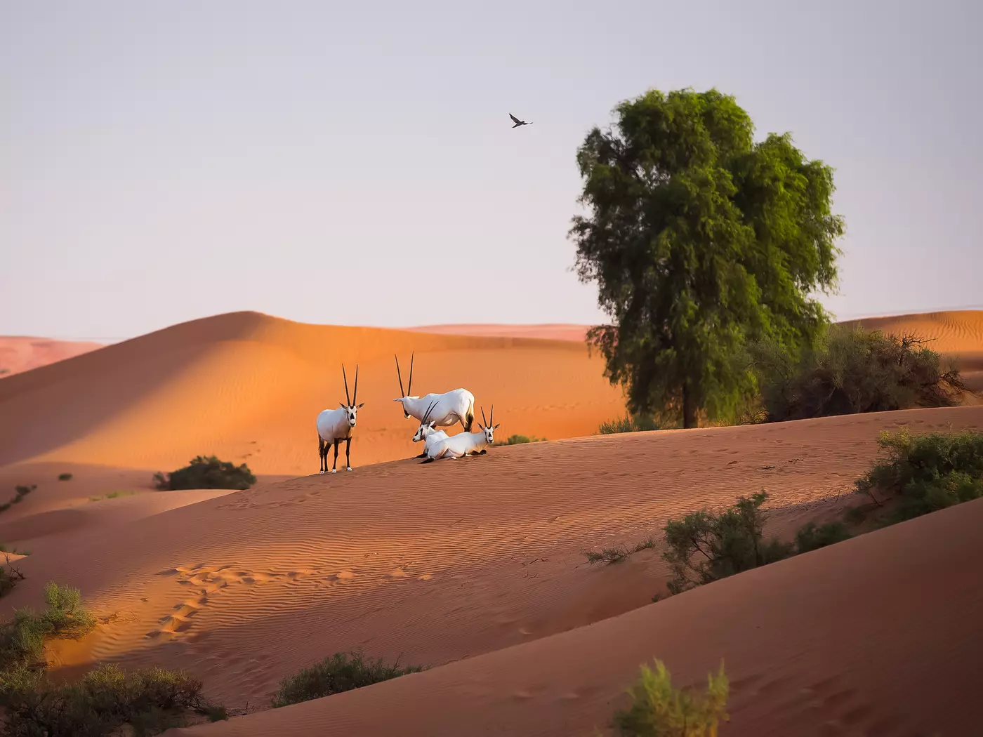 Once extinct in the wild, the Arabian oryx, once again inhabits the Arabian Peninsula