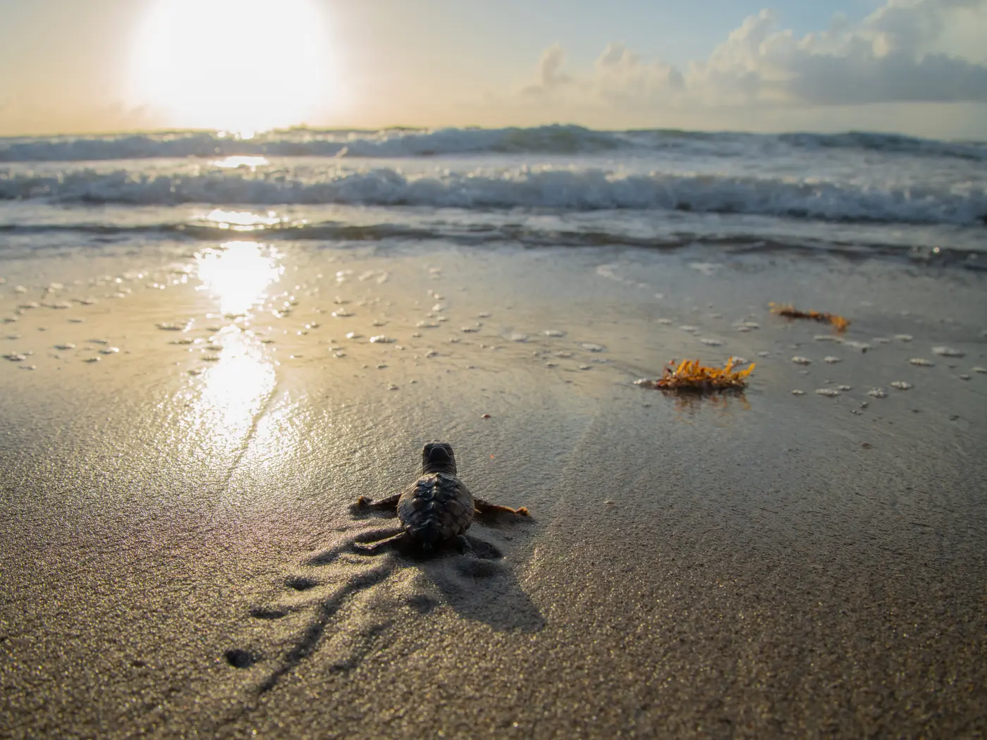 Sea Turtle Hatchling