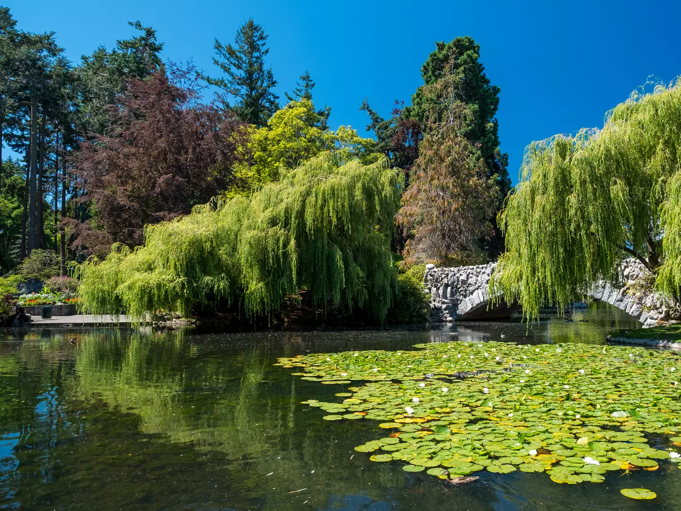 Beacon Hill Park's Goodacre Lake, Victoria