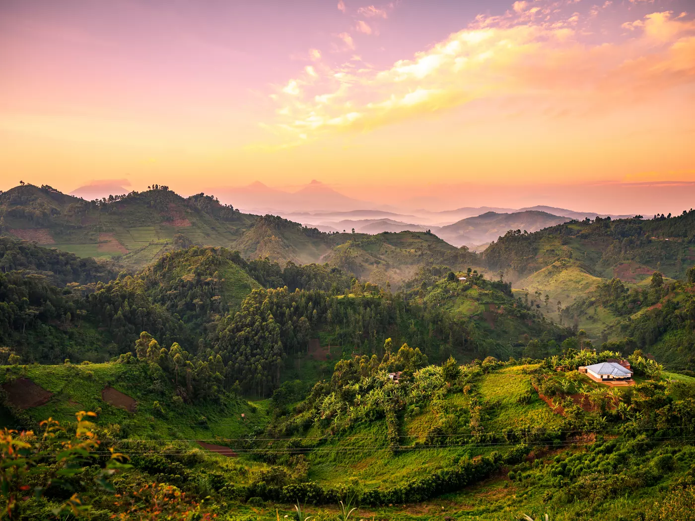 Bewindi National Park, Uganda