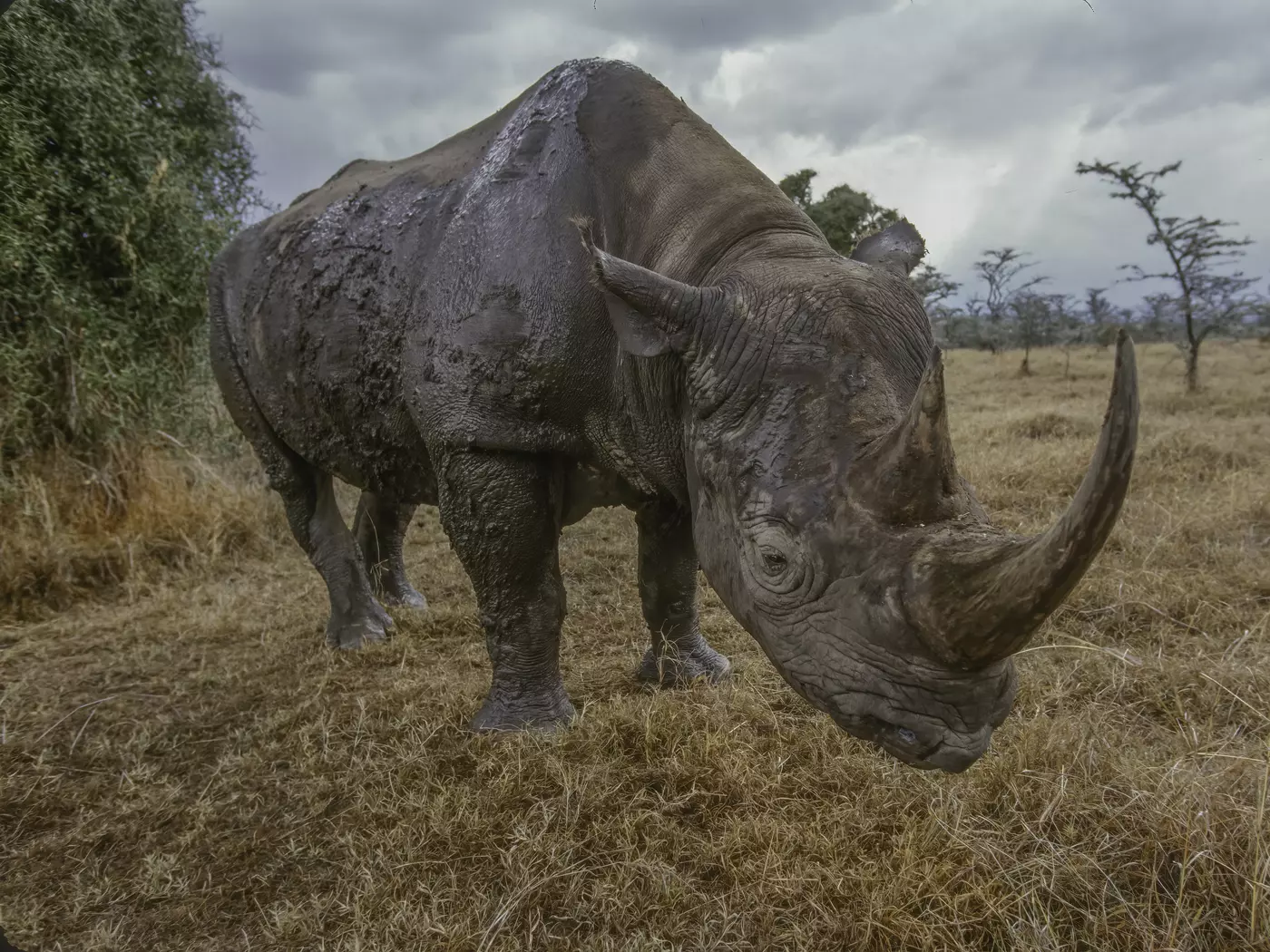 Black Rhino, Ol Pejeta Conservancy