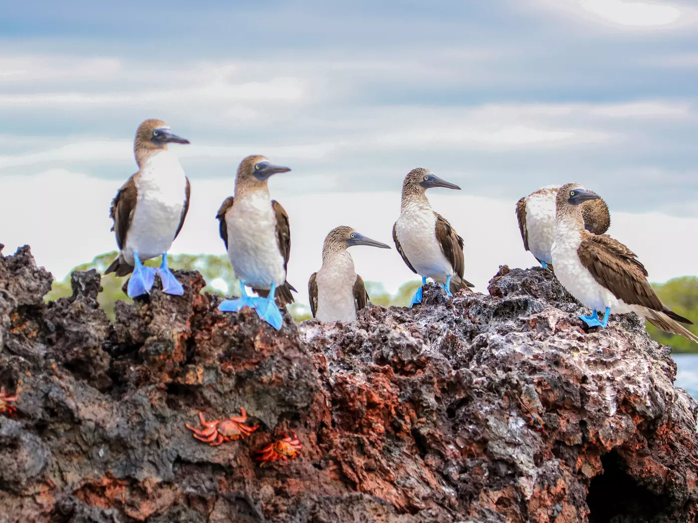 Blue-footed Boobies