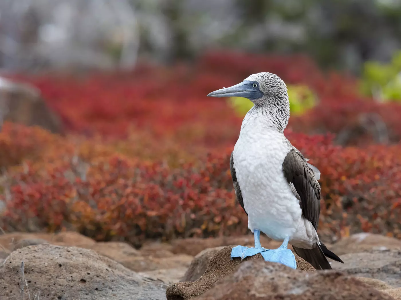 Blue-footed Boobie