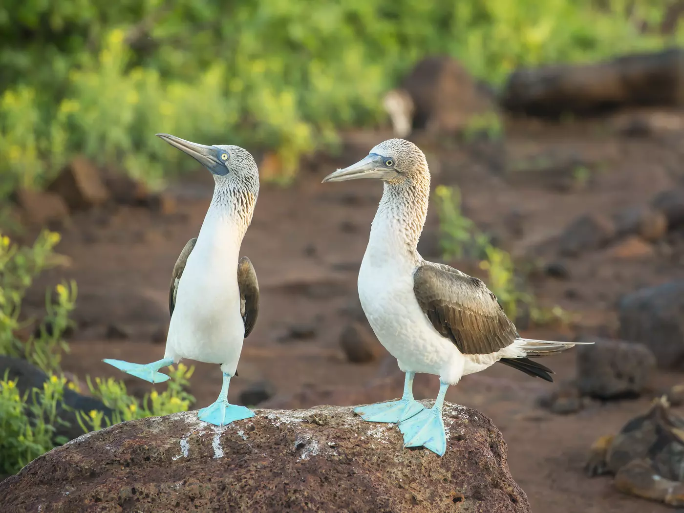 The Blue-footed booby inhabits the tropical regions of the eastern Pacific