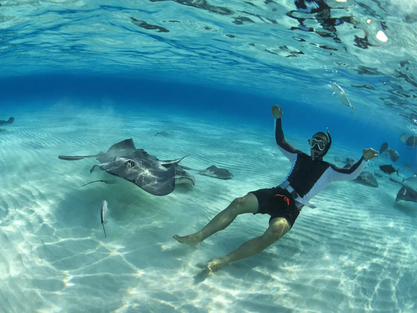 Meet Bora Bora's inquisitive rays