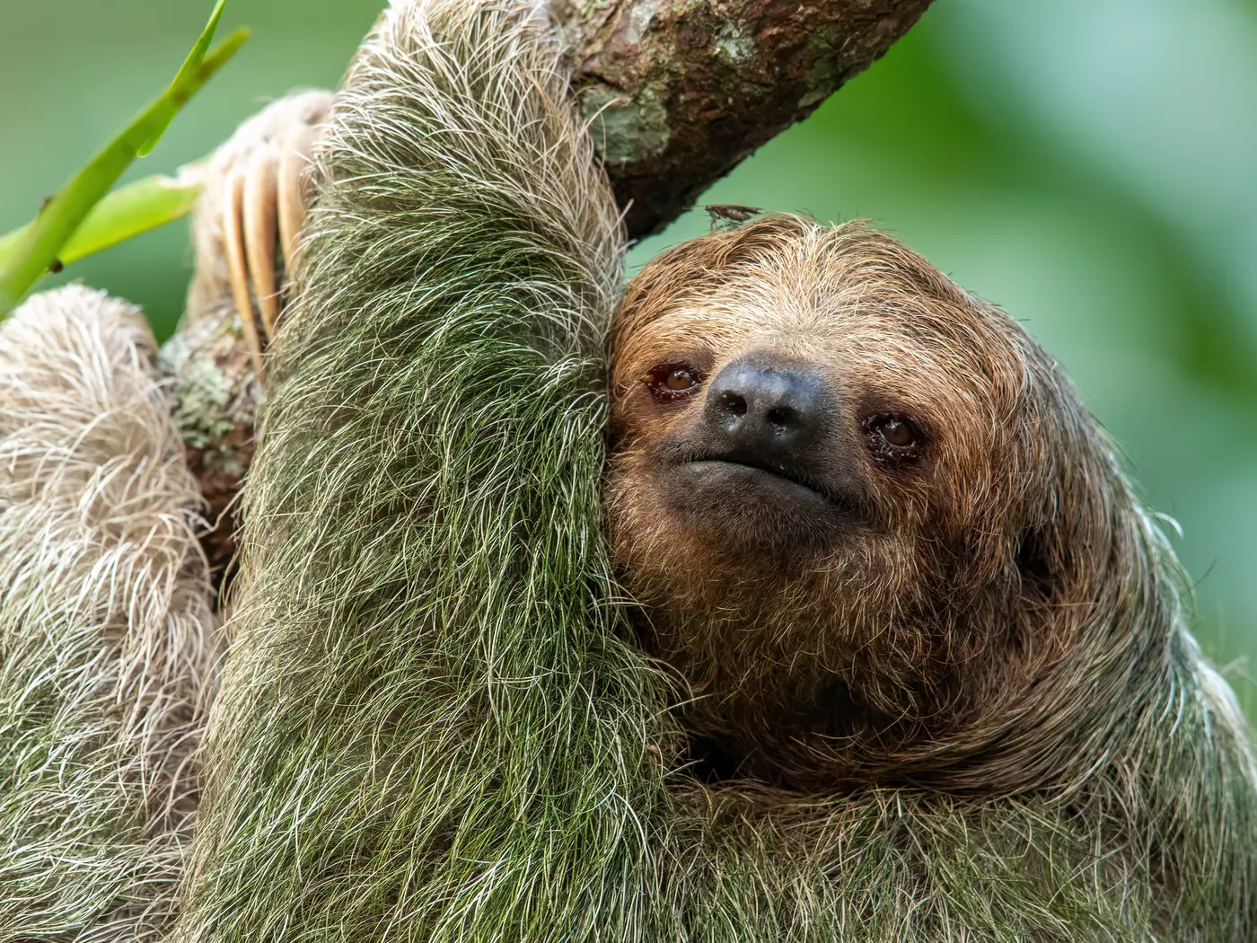 Brown-throated sloth