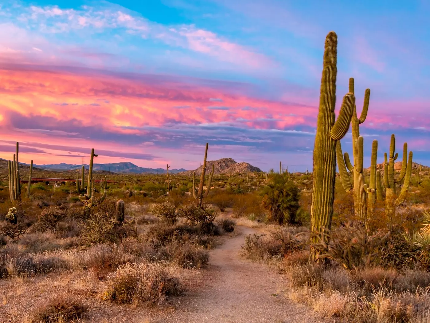 The Sonoran Desert, Scottsdale