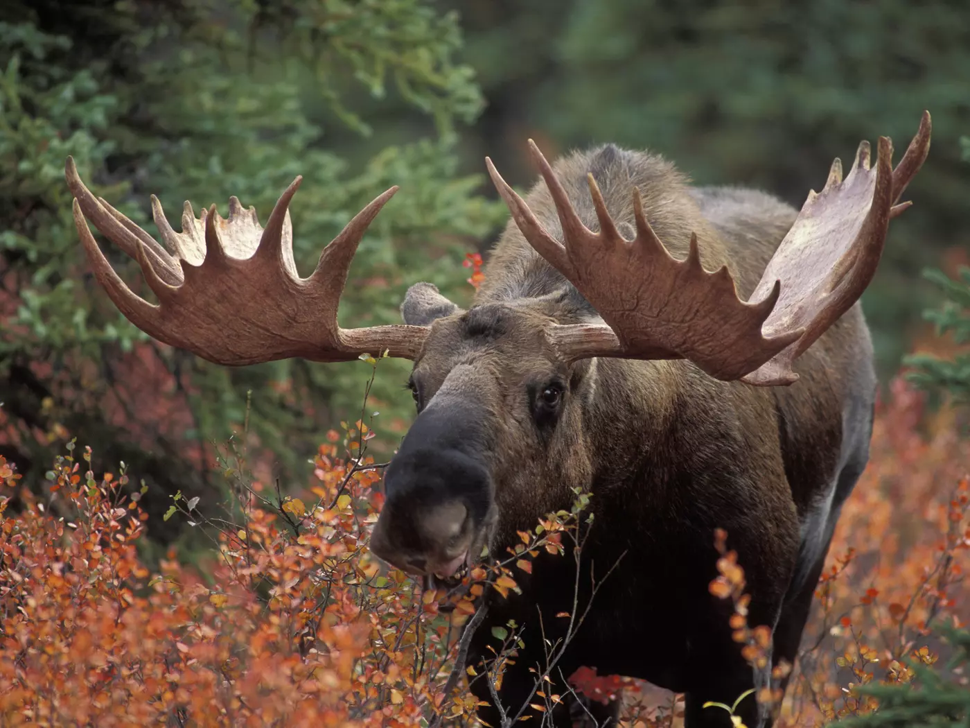 Bull Moose, Denali National Park