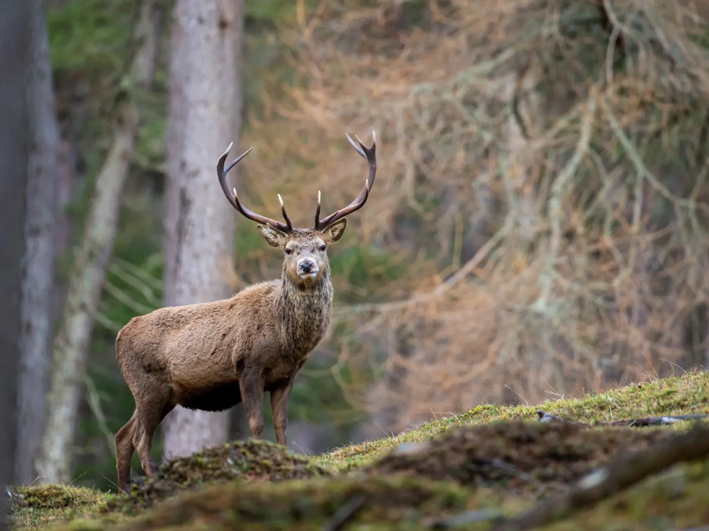 Cairngorms National Park