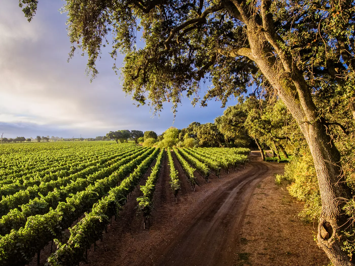 Explore California's Wine Country