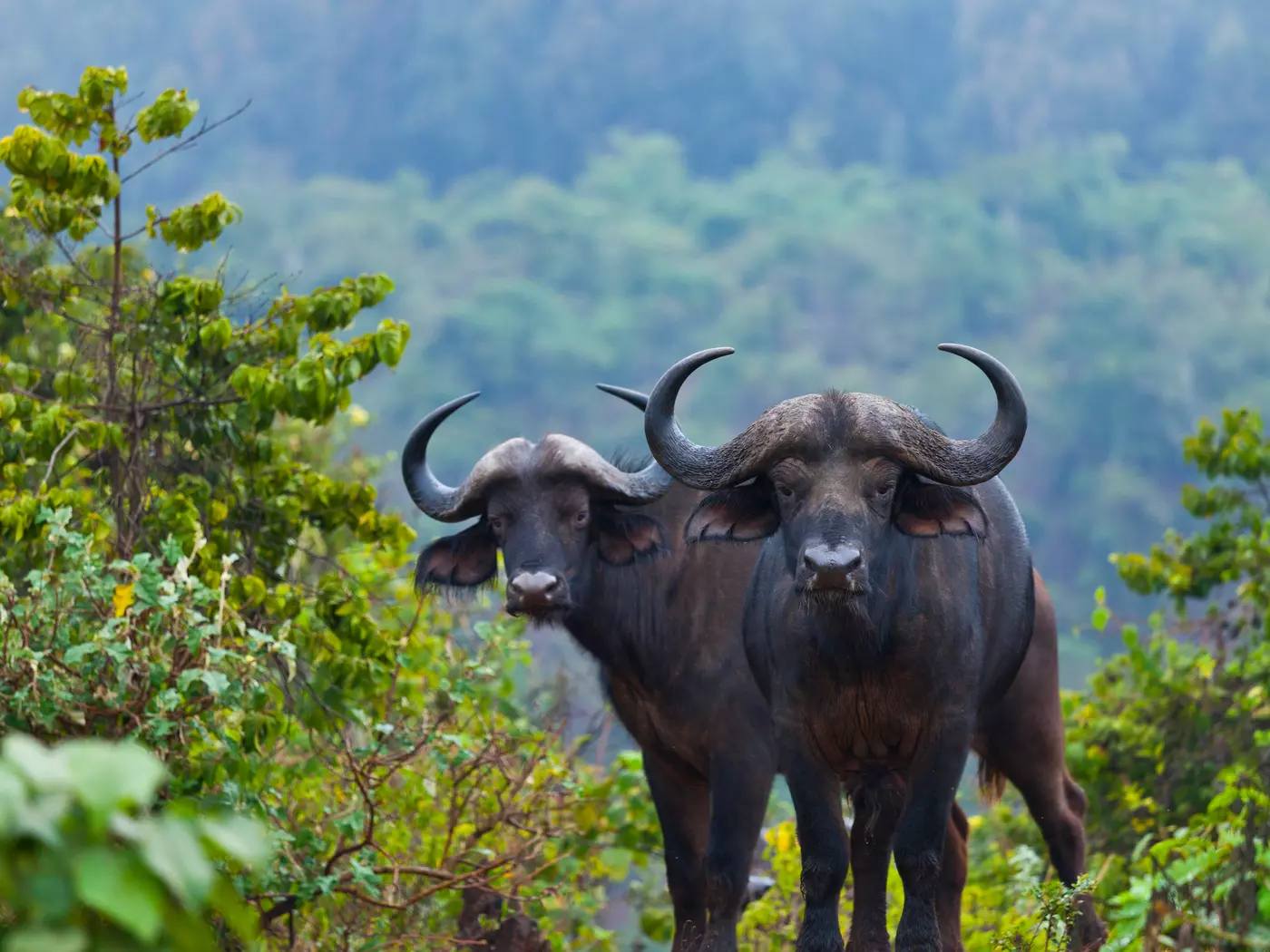 Lower Zambezi is Zambia’s most picturesque park