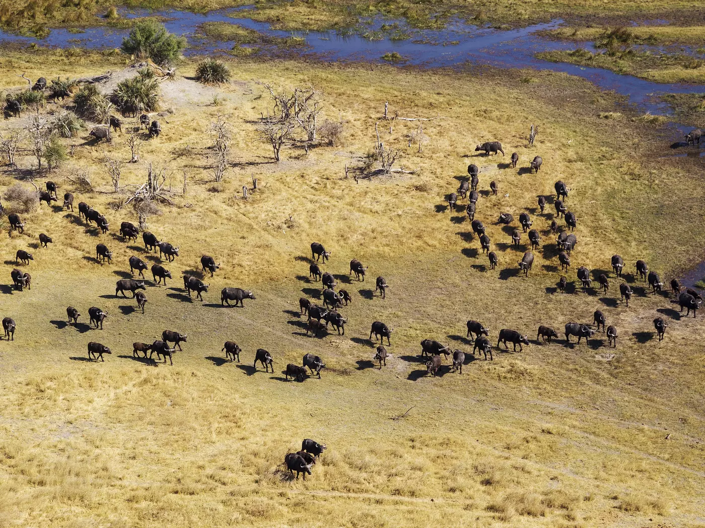 Cape Buffaloes, Gomoti River