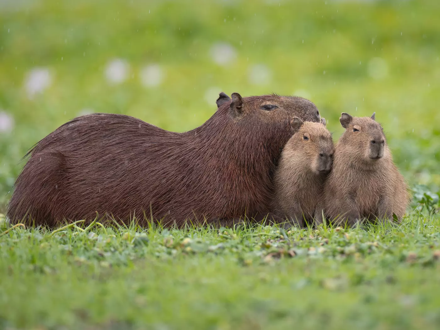 Capybara family, Pantanal