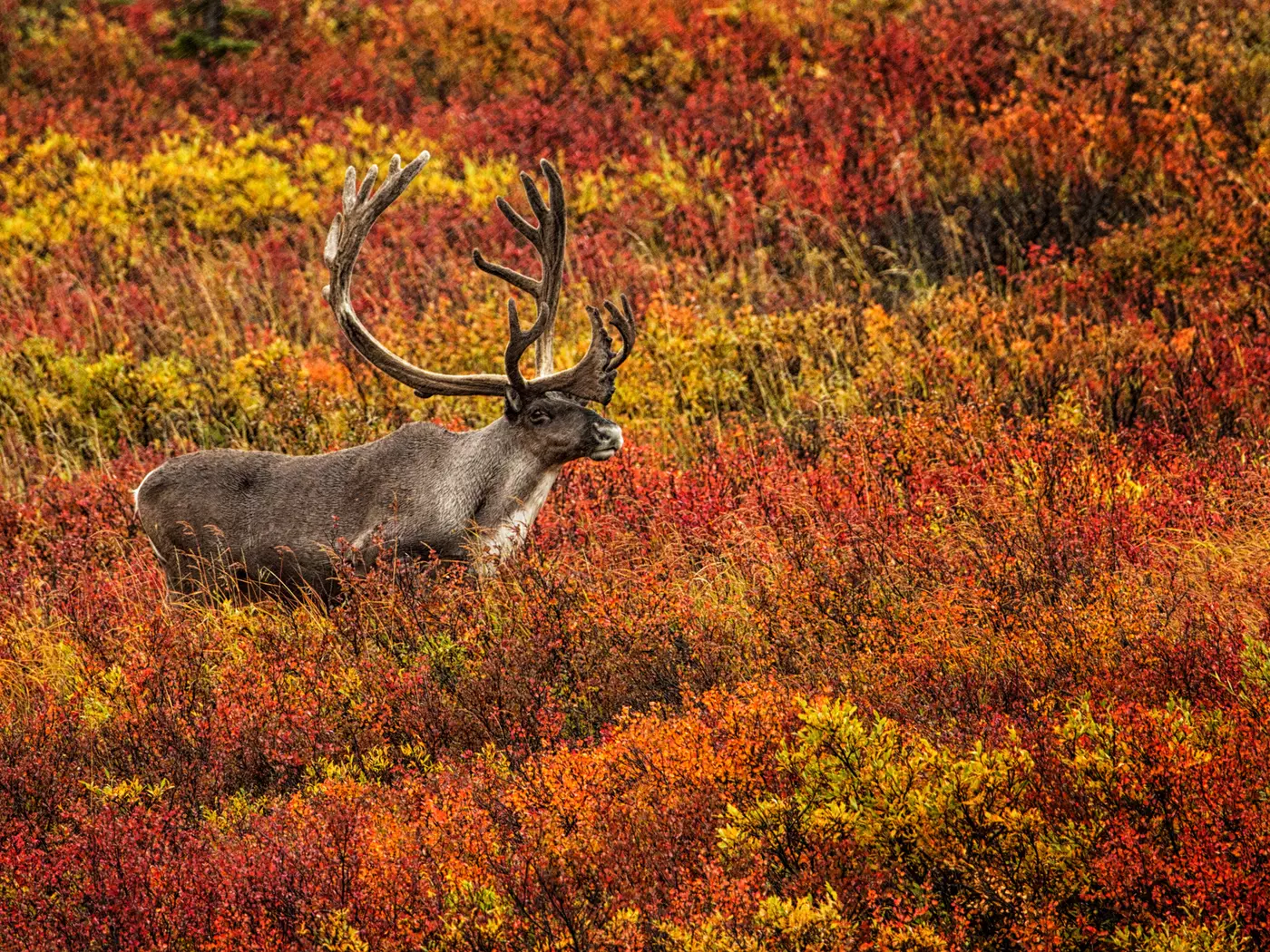 Caribou, Denali National Park