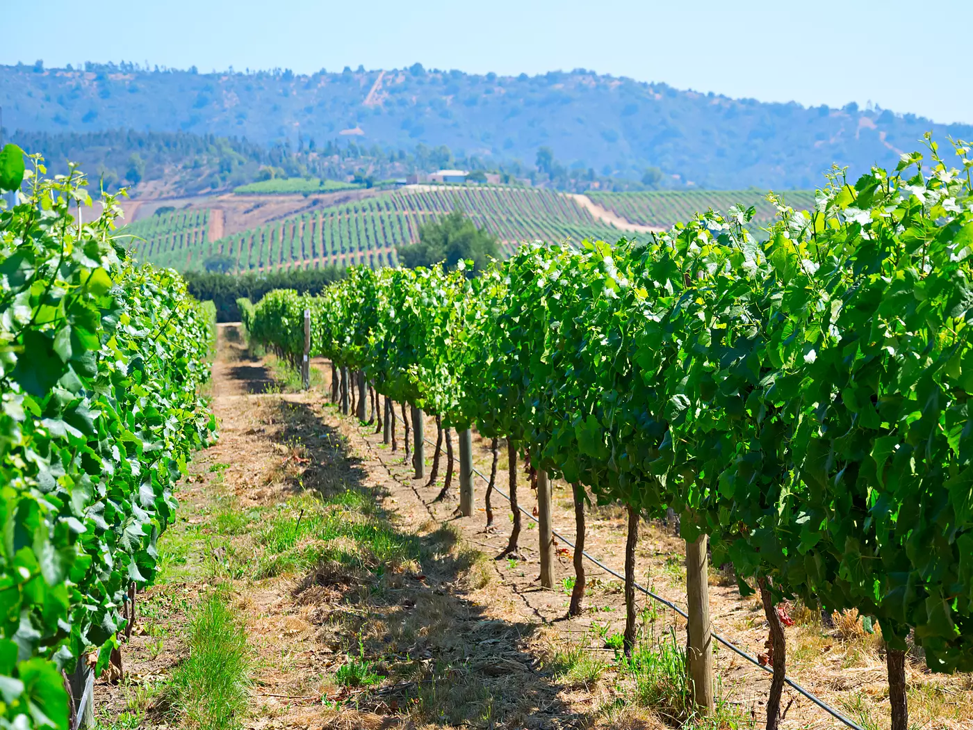 Casablanca Valley Vineyard