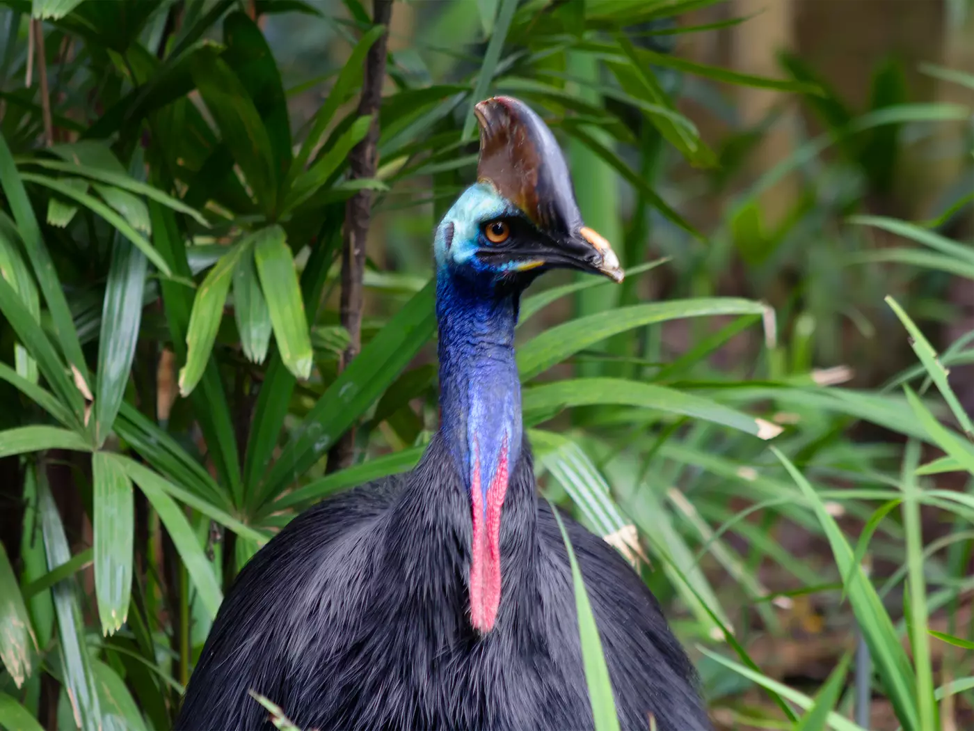 Cassowary