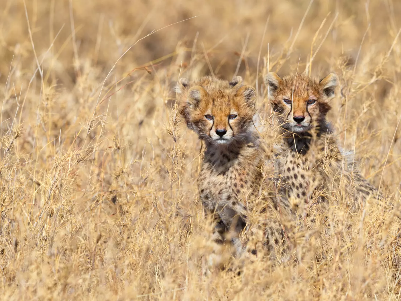 Cheetah Cubs in Serengeti National Park