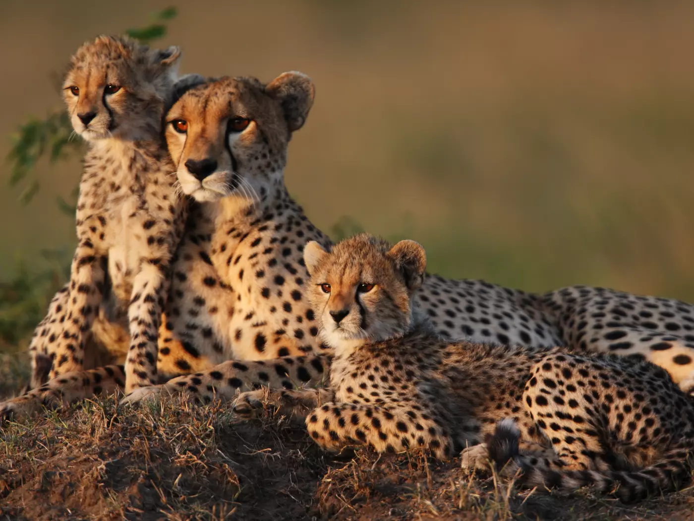 Cheetah Family, Masai Mara