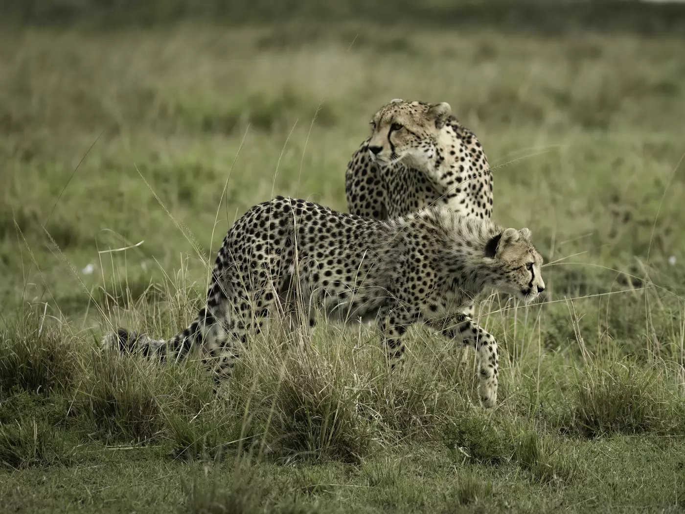 Masai Mara National Reserve