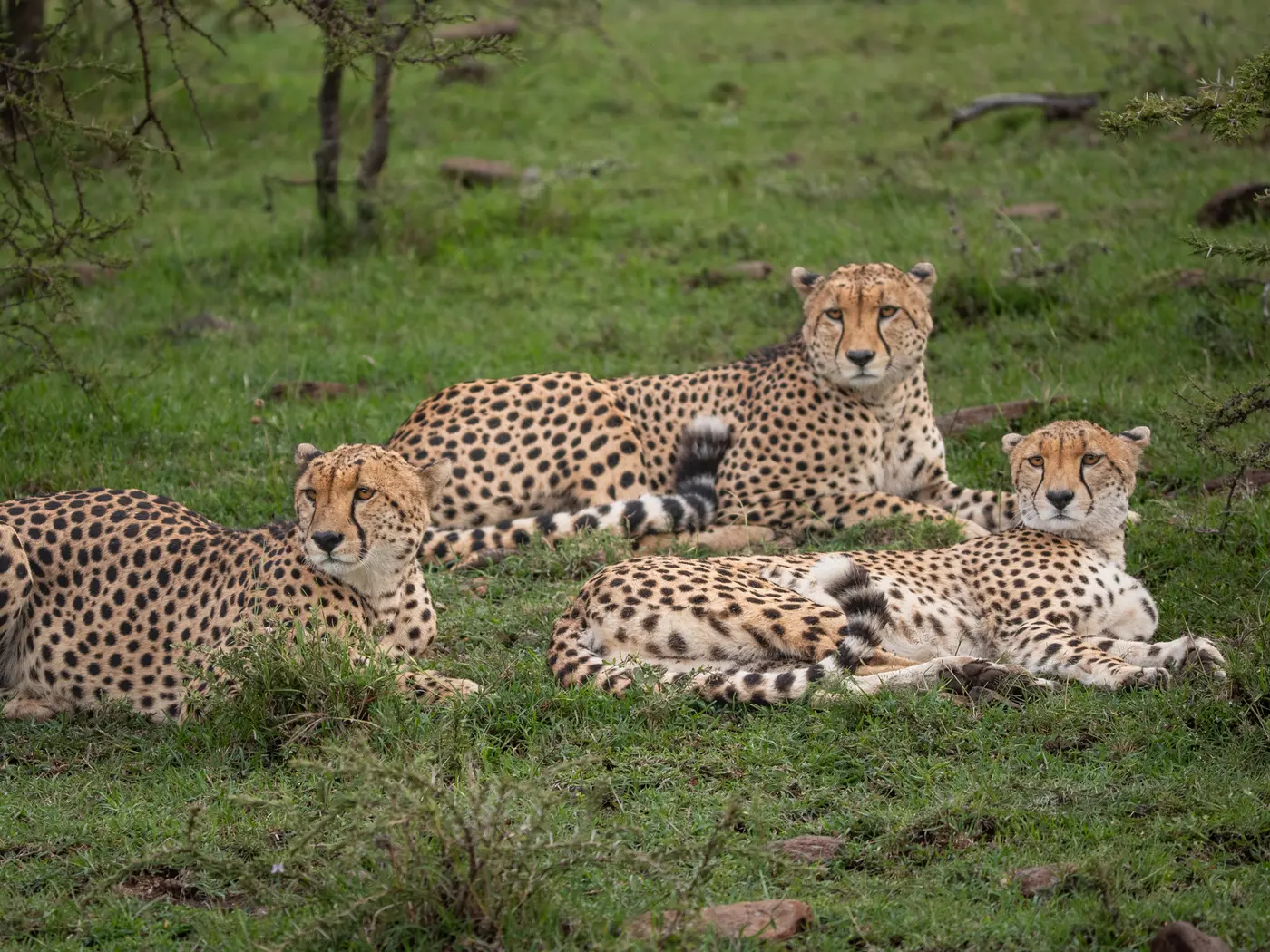 Masai Mara