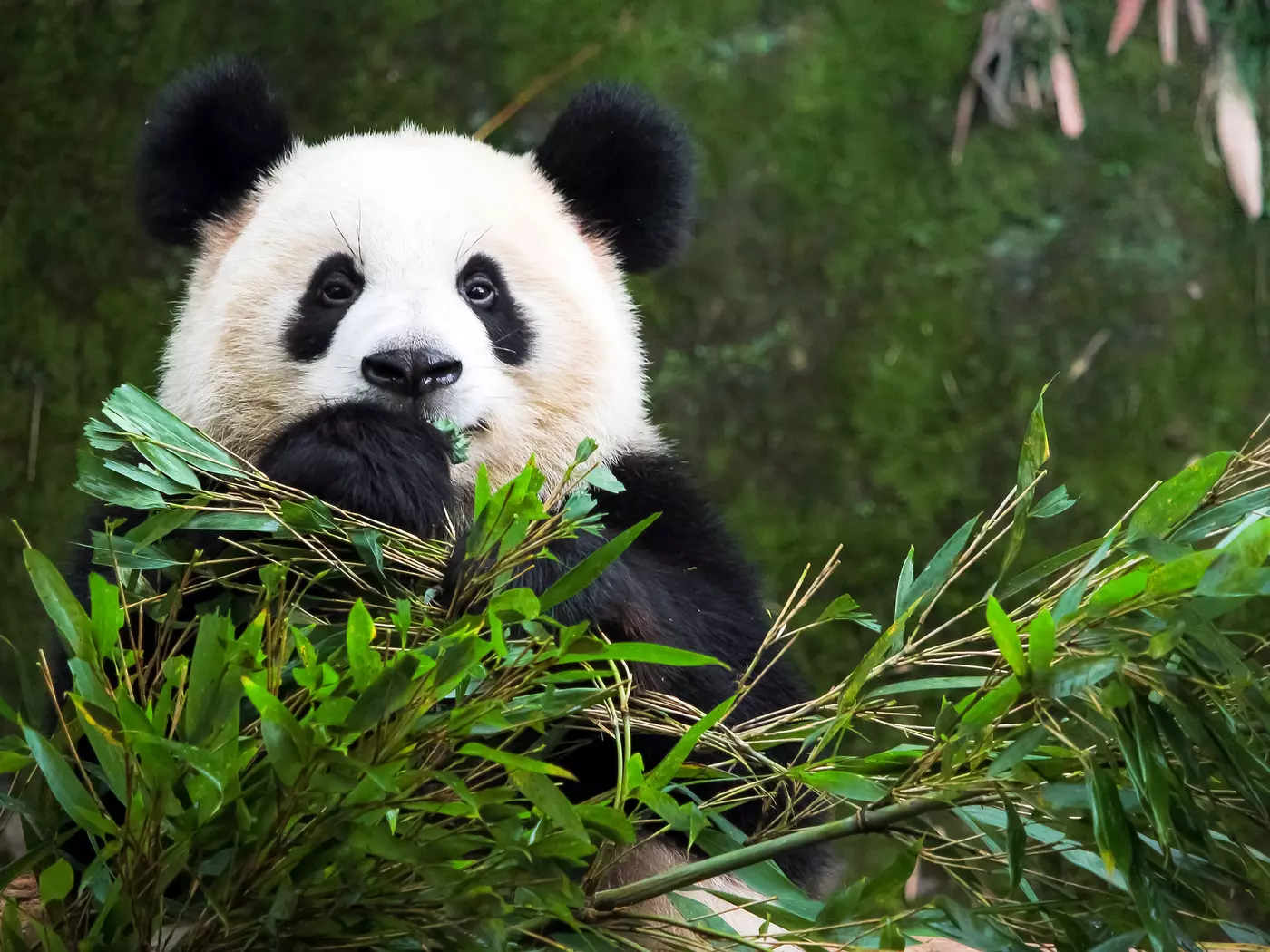 Chengdu Panda Base