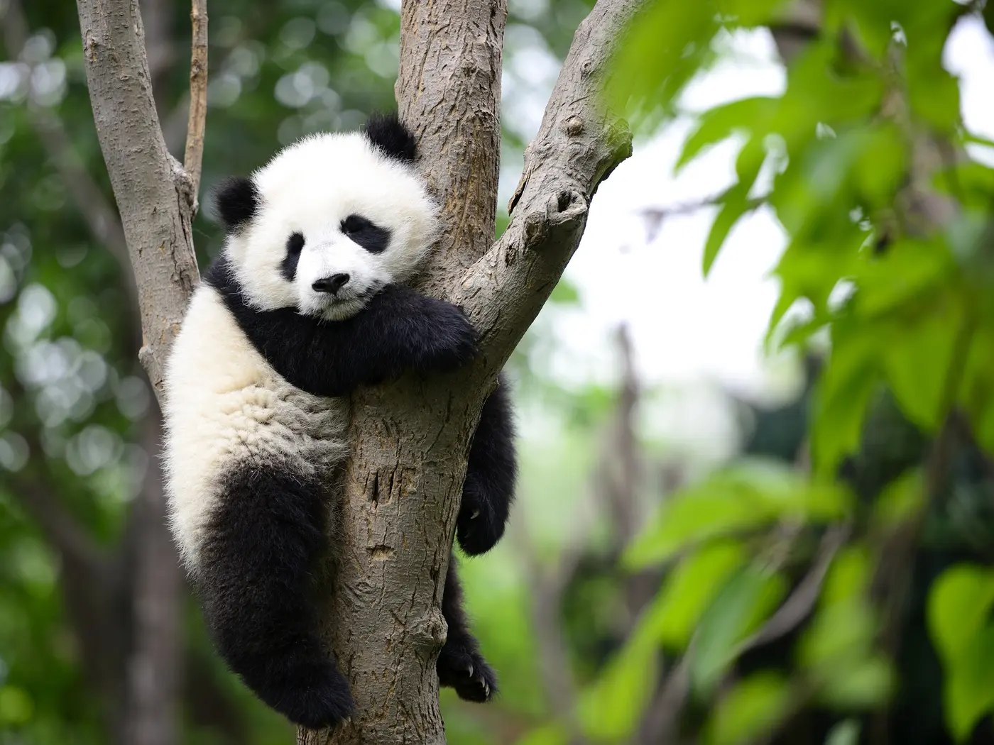 Chengdu