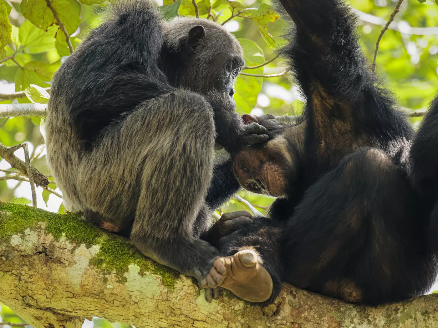 Chimpanzees, Kyambura Gorge