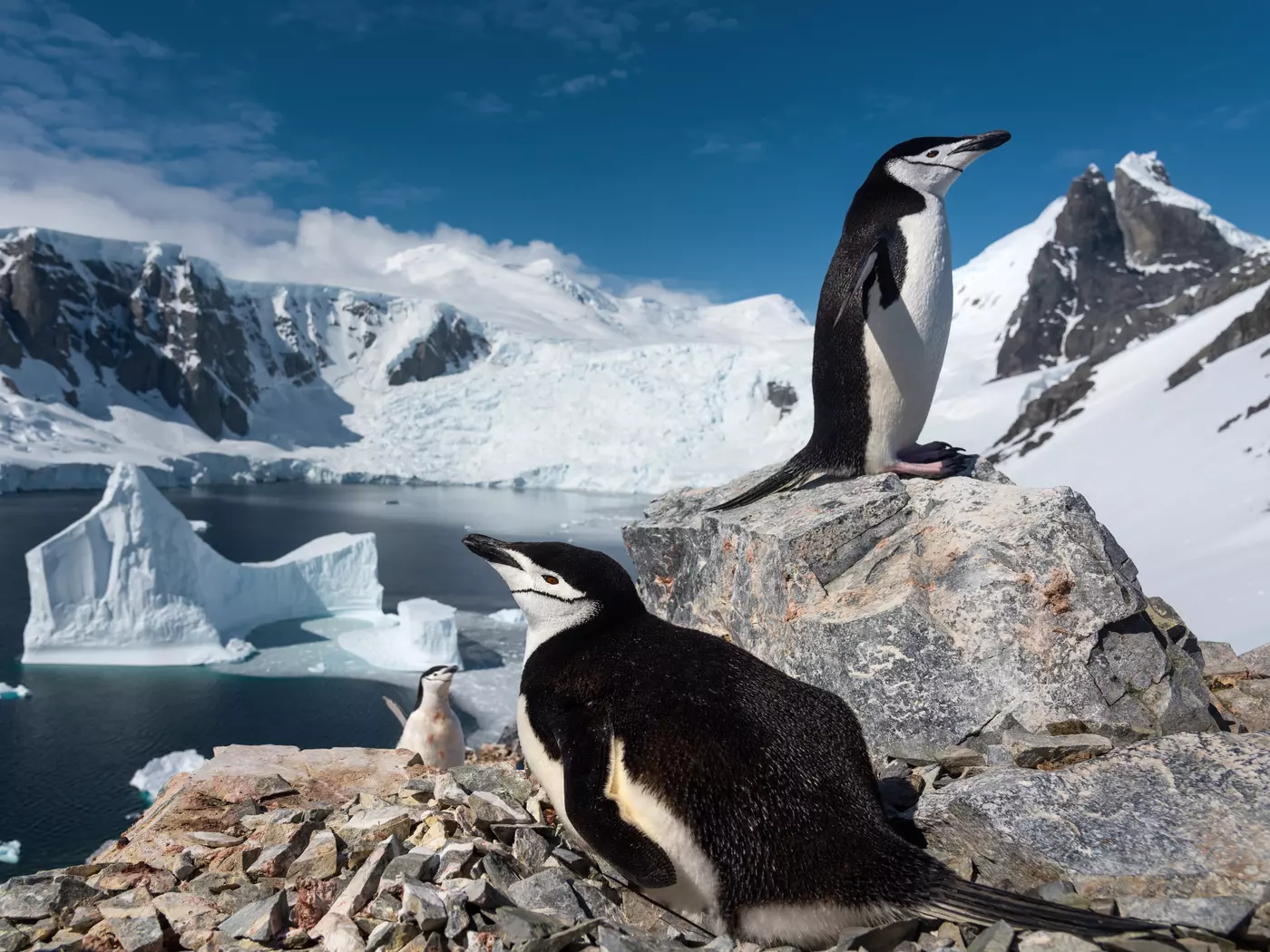 The aptly named chinstrap penguin is found in large numbers on the Antarctic Peninsula